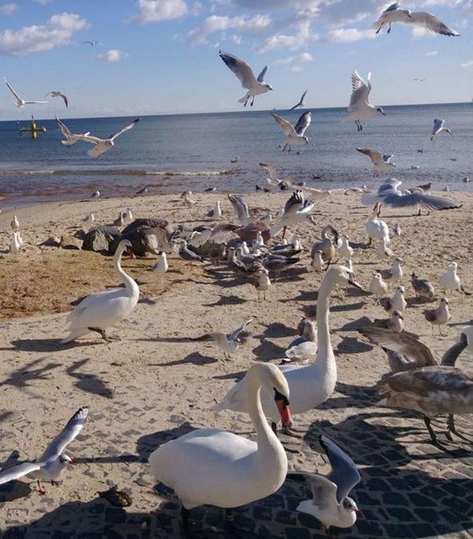 Kolibki Apartment - Hav Aparts Gdynia Kültér fotó